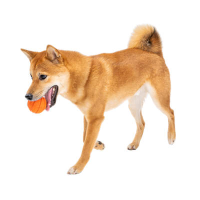 Beans the Shiba